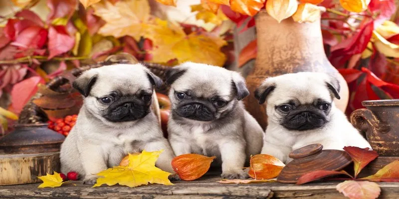Ý nghĩa chiêm bao thấy ba chú chó nhỏ hãy bắt đầu từ việc nhỏ nhất
