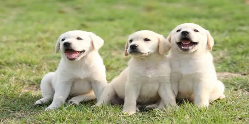 Mơ thấy 3 con chó báo hiệu sự tốt lành và hạnh phúc